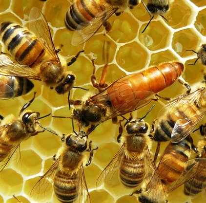 Dronningen er omgivet at unge bier som fodrer den konstant.
